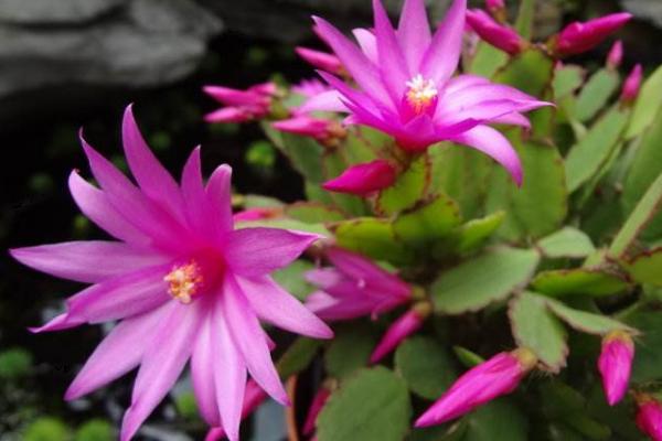 假曇花的養殖方法與注意事項 假曇花不開花的原因