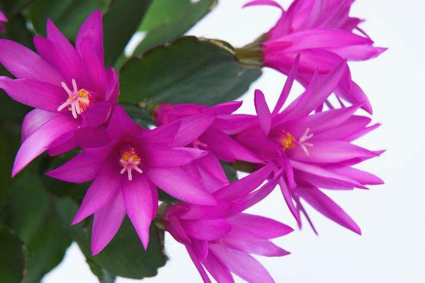 假曇花的養殖方法與注意事項 假曇花不開花的原因