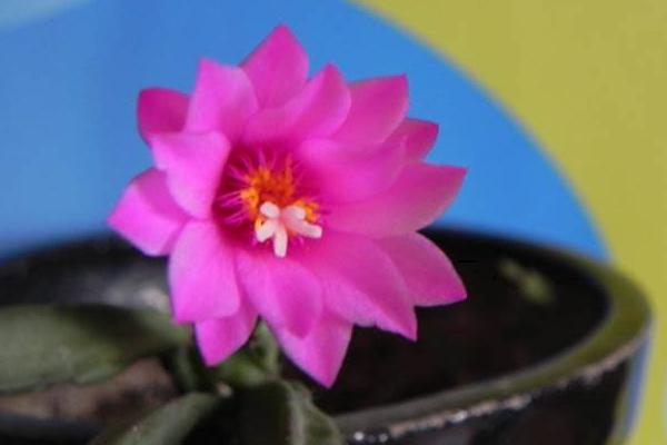 假曇花的養殖方法與注意事項 假曇花不開花的原因