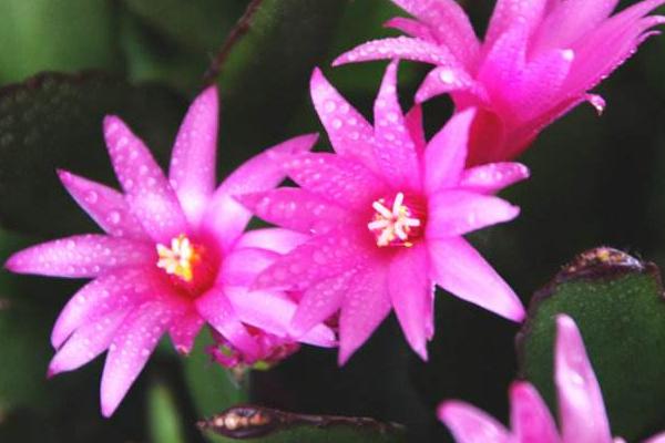 假曇花的養殖方法與注意事項 假曇花不開花的原因