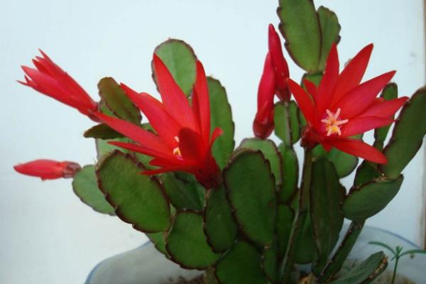 假曇花什么時候育苗 假曇花的功效和作用