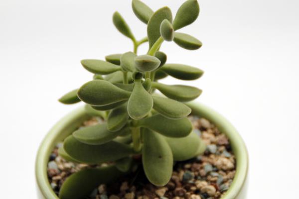 多肉若歌詩葉片發(fā)皺的原因及處理方法 多肉若歌詩怎么養(yǎng)殖