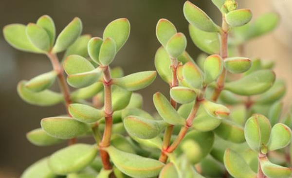 多肉若歌詩葉片發(fā)皺的原因及處理方法 多肉若歌詩怎么養(yǎng)殖