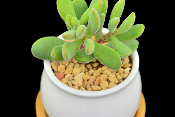 多肉若歌詩葉片發(fā)皺的原因及處理方法 多肉若歌詩怎么養(yǎng)殖