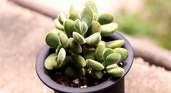 多肉若歌詩葉片發(fā)皺的原因及處理方法 多肉若歌詩怎么養(yǎng)殖