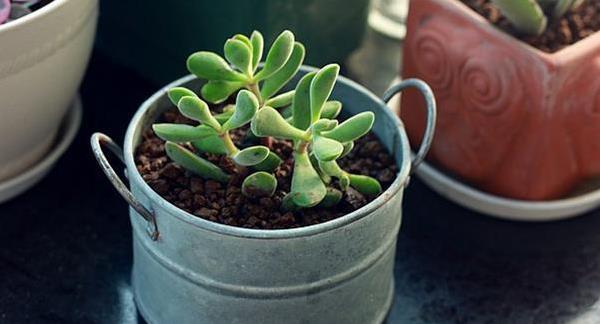 多肉若歌詩葉片發(fā)皺的原因及處理方法 多肉若歌詩怎么養(yǎng)殖