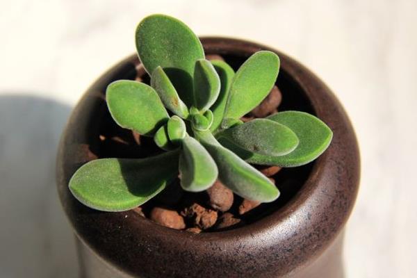 多肉若歌詩葉片發(fā)皺的原因及處理方法 多肉若歌詩怎么養(yǎng)殖