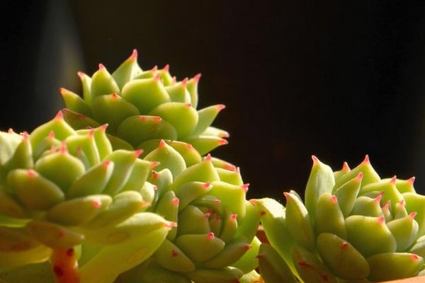 多肉植物靜夜圖片大全（老樁） 靜夜特點與簡介