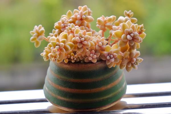 秋麗多肉養殖方法（爆盆技巧） 秋麗澆水與換盆注意事項