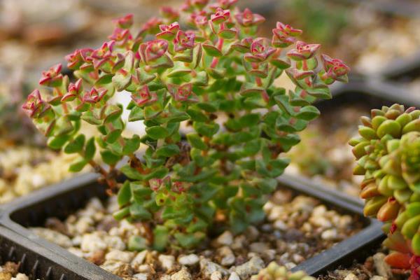 多肉植物小米星與錢串、星王子哪個貴（區別是什么） 小米星怎么度夏