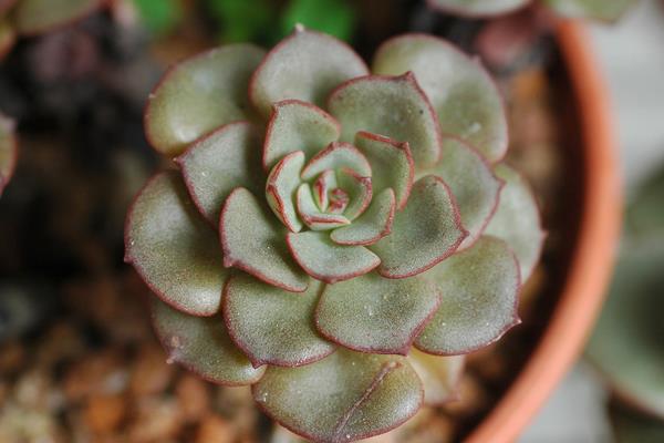 多肉摩氏玉蓮怎么養 摩氏玉蓮特點與簡介