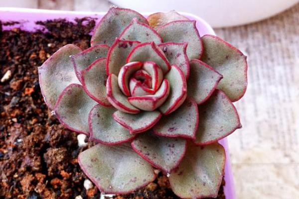 多肉摩氏玉蓮怎么養 摩氏玉蓮特點與簡介