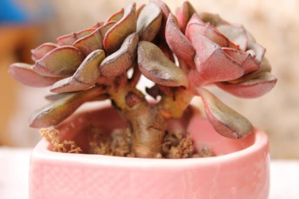 多肉摩氏玉蓮怎么養 摩氏玉蓮特點與簡介