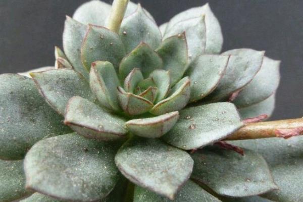 多肉摩氏玉蓮怎么養 摩氏玉蓮特點與簡介