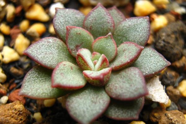 多肉摩氏玉蓮怎么養 摩氏玉蓮特點與簡介