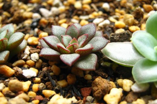 多肉摩氏玉蓮怎么養 摩氏玉蓮特點與簡介