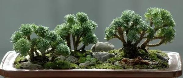 球松多肉圖片大全（造型） 球松怎么修剪