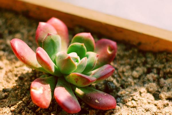 紅稚蓮多肉怎么養 紅稚蓮的養殖方法與注意事項