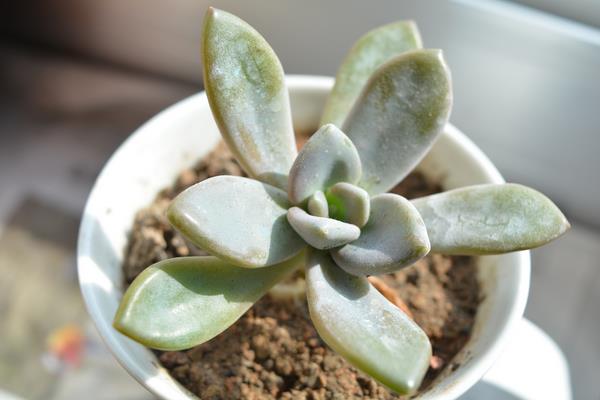 養冬美人多肉植物的方法和注意事項 冬美人怎么養才能開花