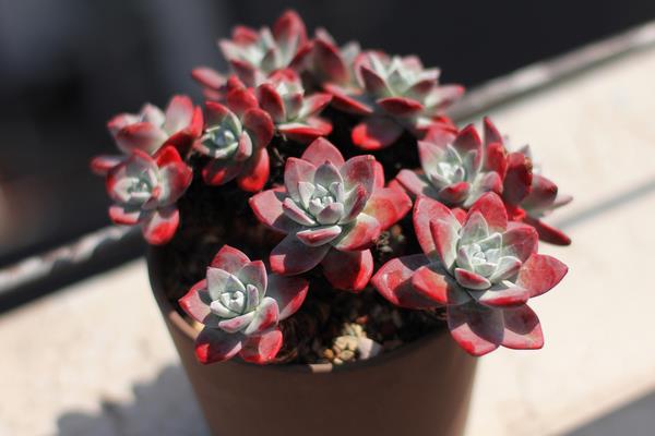 仙女杯有哪些品種 多肉仙女杯養殖方法與播種注意事項