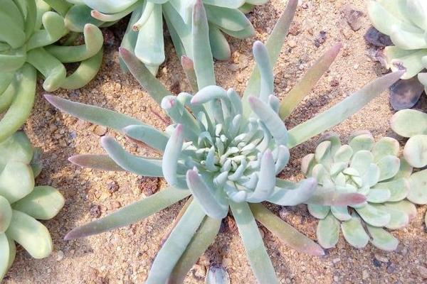 多肉植物仙女杯怎么度夏(夏天) 仙女杯枯葉處理方法