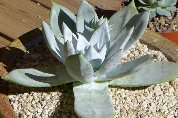 多肉植物仙女杯怎么度夏(夏天) 仙女杯枯葉處理方法