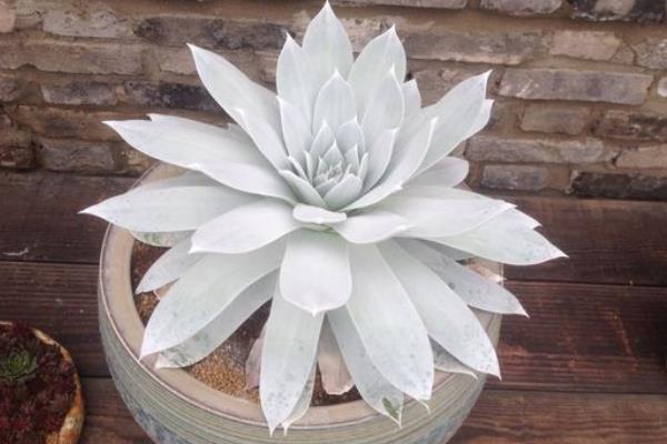 多肉植物仙女杯怎么度夏(夏天) 仙女杯枯葉處理方法