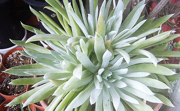 多肉植物仙女杯怎么度夏(夏天) 仙女杯枯葉處理方法