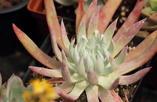 多肉植物仙女杯怎么度夏(夏天) 仙女杯枯葉處理方法