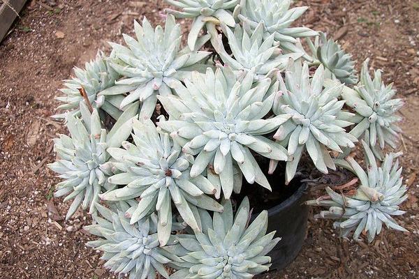 多肉植物仙女杯怎么度夏(夏天) 仙女杯枯葉處理方法