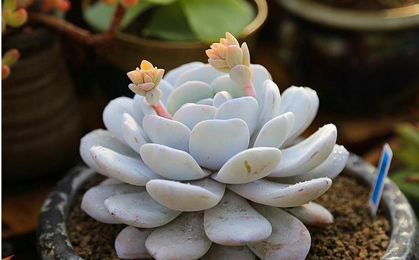 多肉雪蓮怎么養 雪蓮多肉植物有哪些顏色（白、粉等）