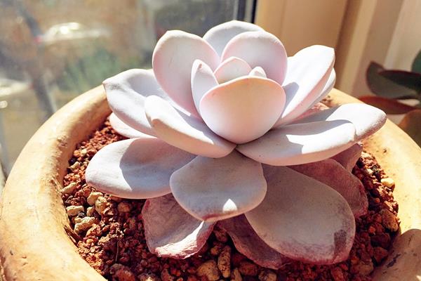 多肉雪蓮怎么養 雪蓮多肉植物有哪些顏色（白、粉等）