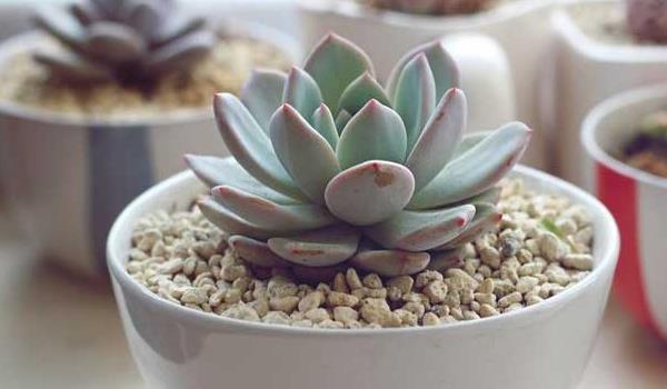 多肉雪蓮怎么養 雪蓮多肉植物有哪些顏色（白、粉等）