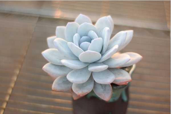 多肉雪蓮怎么養 雪蓮多肉植物有哪些顏色（白、粉等）