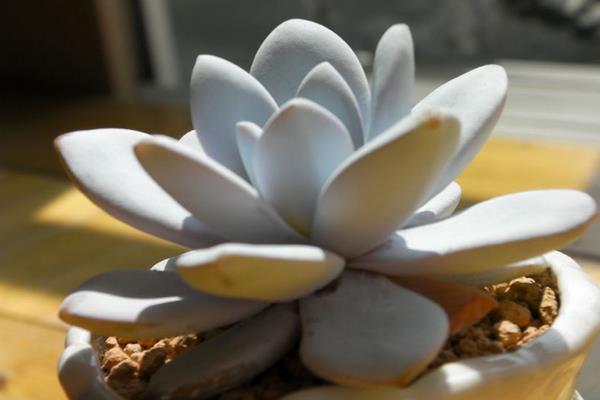 多肉雪蓮怎么養 雪蓮多肉植物有哪些顏色（白、粉等）