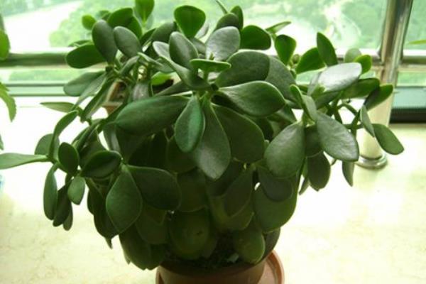 燕子掌和玉樹的區別是什么（哪個珍貴） 玉樹的繁殖方法