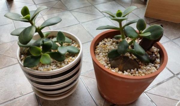 玉樹的養殖方法和注意事項 玉樹怎樣修剪