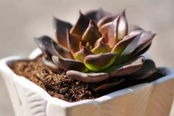 多肉黑王子市場價格多少錢一盆 黑王子的養殖方法