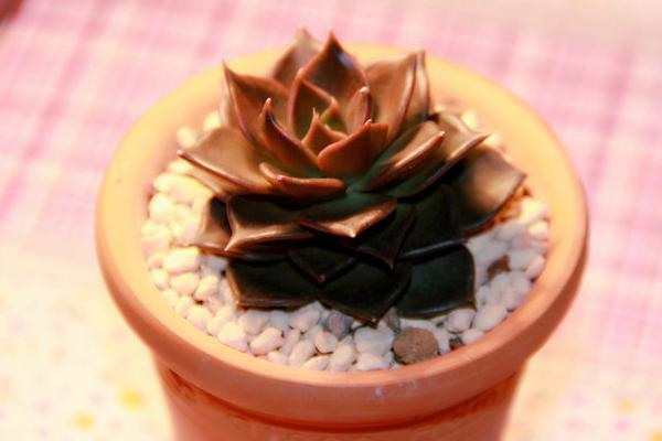 多肉黑王子市場價格多少錢一盆 黑王子的養殖方法