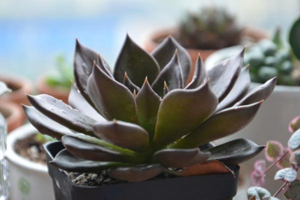 多肉黑王子市場價格多少錢一盆 黑王子的養殖方法