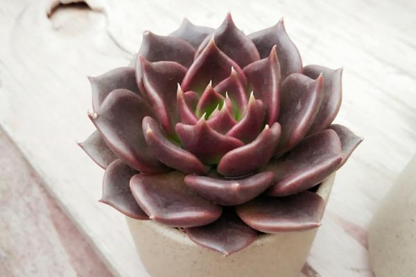 多肉黑王子市場價格多少錢一盆 黑王子的養殖方法