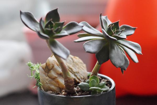 多肉黑王子市場價格多少錢一盆 黑王子的養殖方法