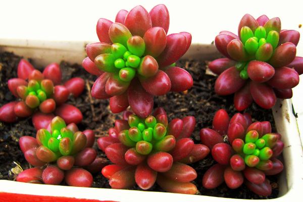 虹之玉和乙女心哪個貴 虹之玉不變紅及其解決辦法