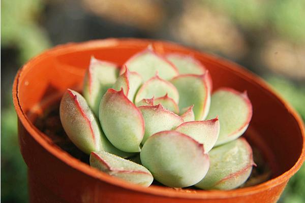 花月夜、紅邊月影、雨燕座、獵戶座、月光女神多肉的區別是什么