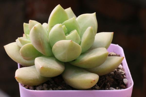 黃麗多肉圖片大全（含老樁、開(kāi)花） 黃麗特點(diǎn)與簡(jiǎn)介