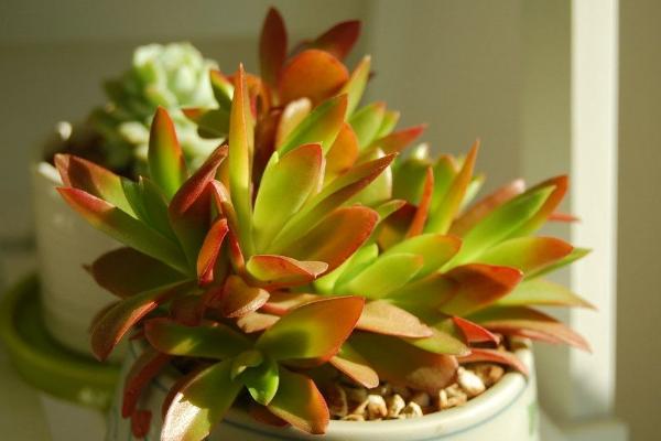 火祭多肉夏天怎么養（能曬嗎） 火祭多肉葉片不紅的原因及解決方法