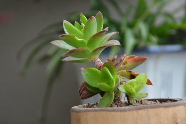 火祭多肉與赤鬼城的區別是什么 火祭的養護技巧