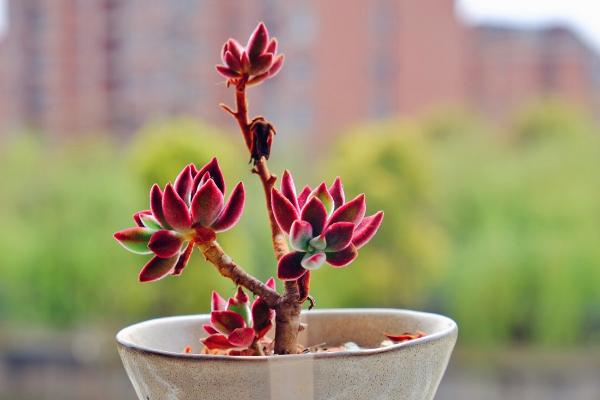 錦晃星掉葉子怎么辦 錦晃星葉子凸卷變軟下垂的原因及解決辦法