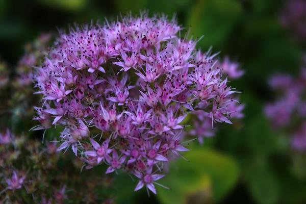 八寶景天的功效與作用及禁忌 八寶景天煤煙病的防治