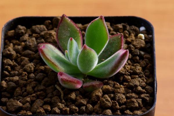 錦晃星多肉的養殖方法與注意事項 錦晃星的病蟲害及其防治